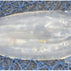 Illustration for article titled This Crazy Jellyfish Has No Tentacles, But Its Sting Is Nasty